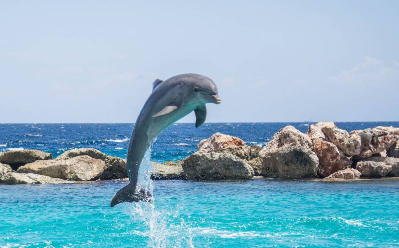 Apnée, dauphins sauvages, et team building