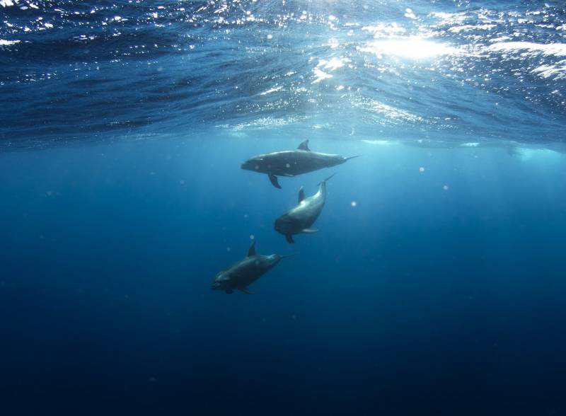 Apnée, dauphins sauvages, et team building